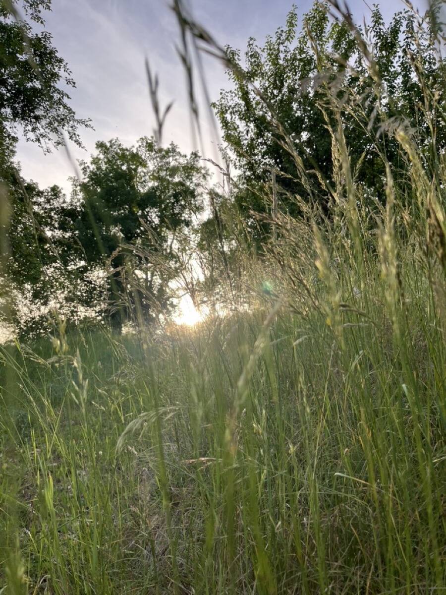 Prairies du marais de Baon au soleil